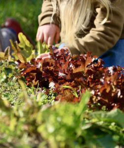les salades